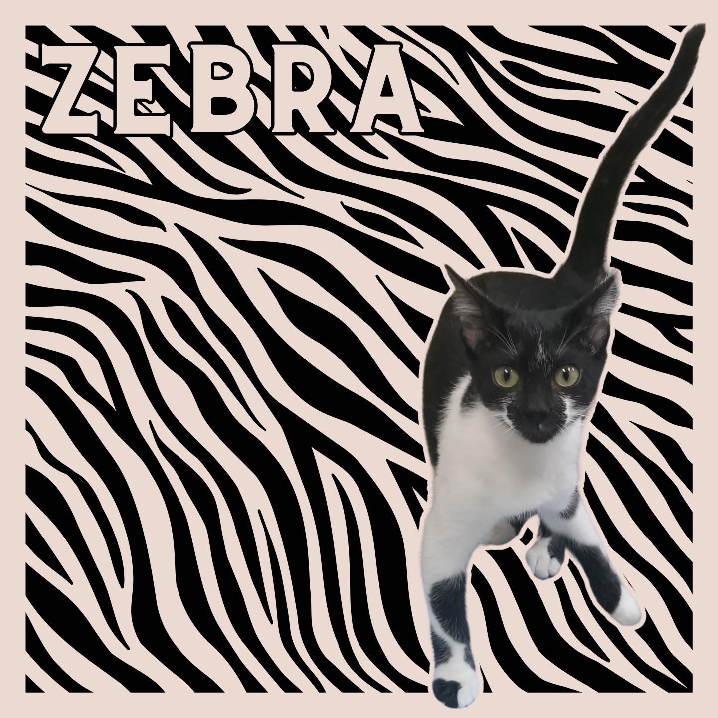 Enlarge Zebra, an adopted Domestic Short Hair in Aransas Pass, TX image 1/1