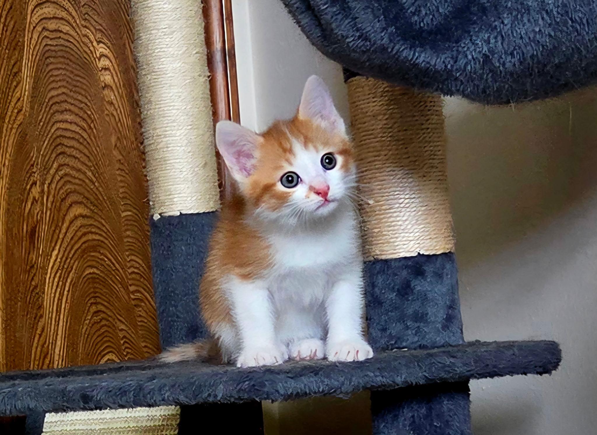 Enlarge Trunks, a ADOPTABLE Domestic Short Hair in Carnegie, OK image 1/3