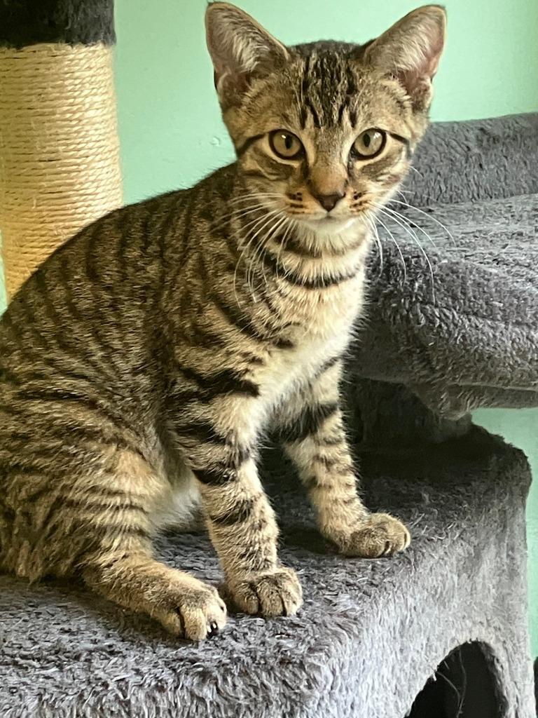 Honda, Adoptable, Kitten Male Domestic Short Hair.