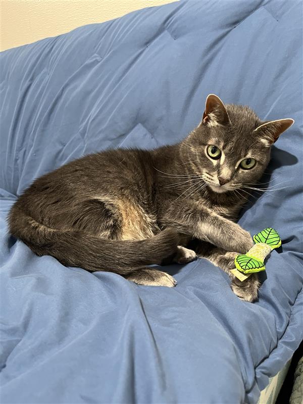 Posy, a Adoptable mixed breed in Manchester, CT image 2/6