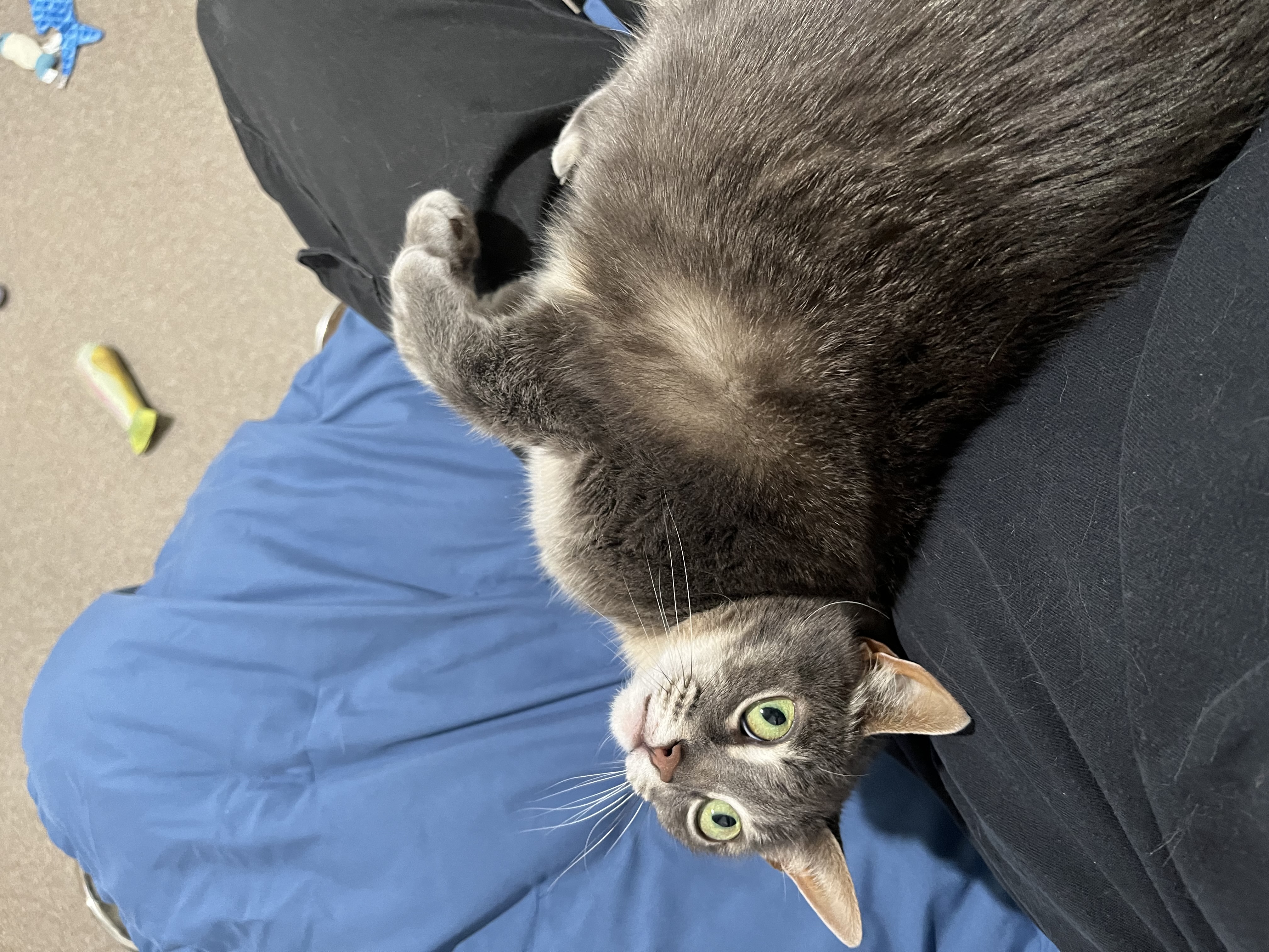 Posy, a Adoptable mixed breed in Manchester, CT image 3/6