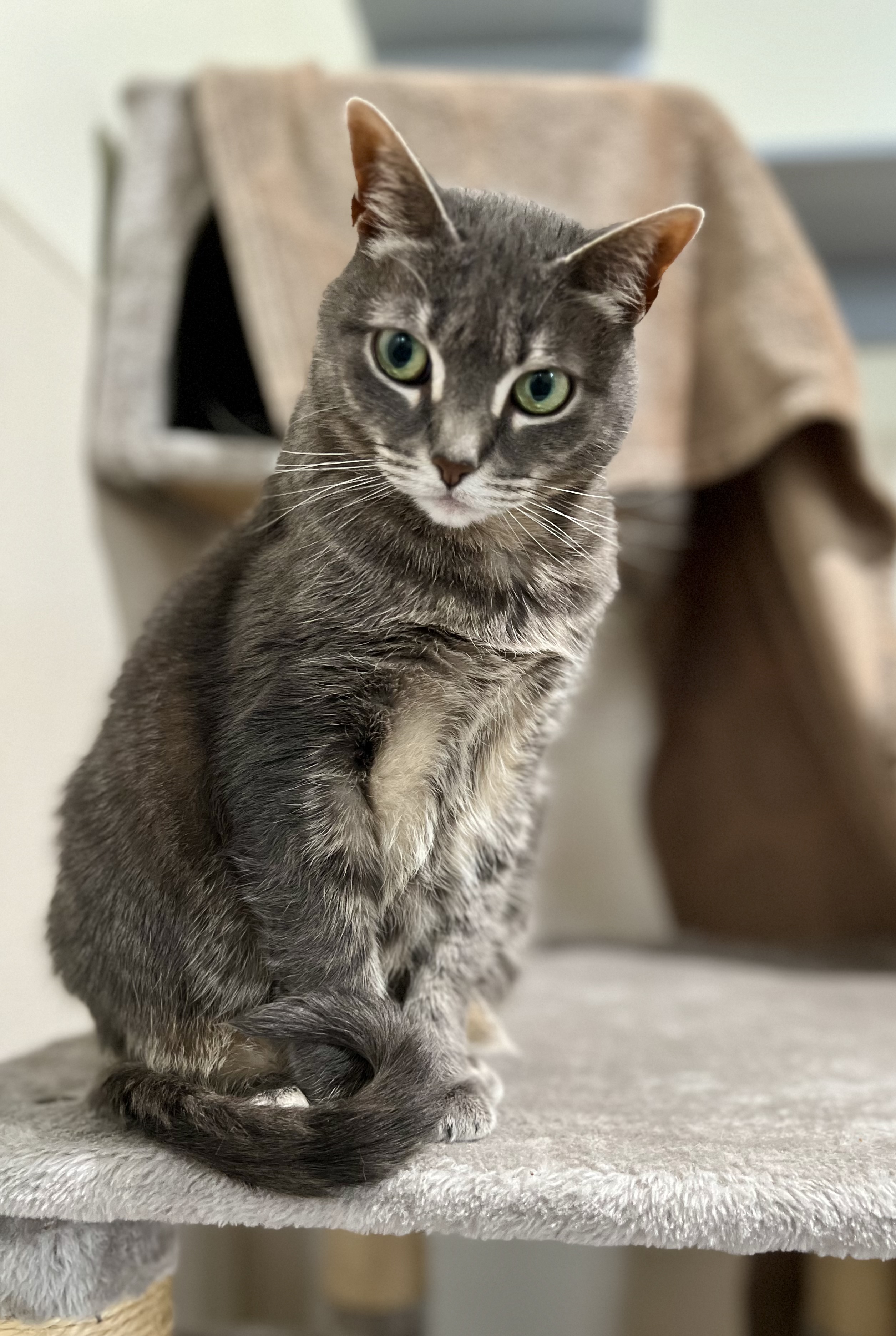 Posy, a Adoptable mixed breed in Manchester, CT image 5/6