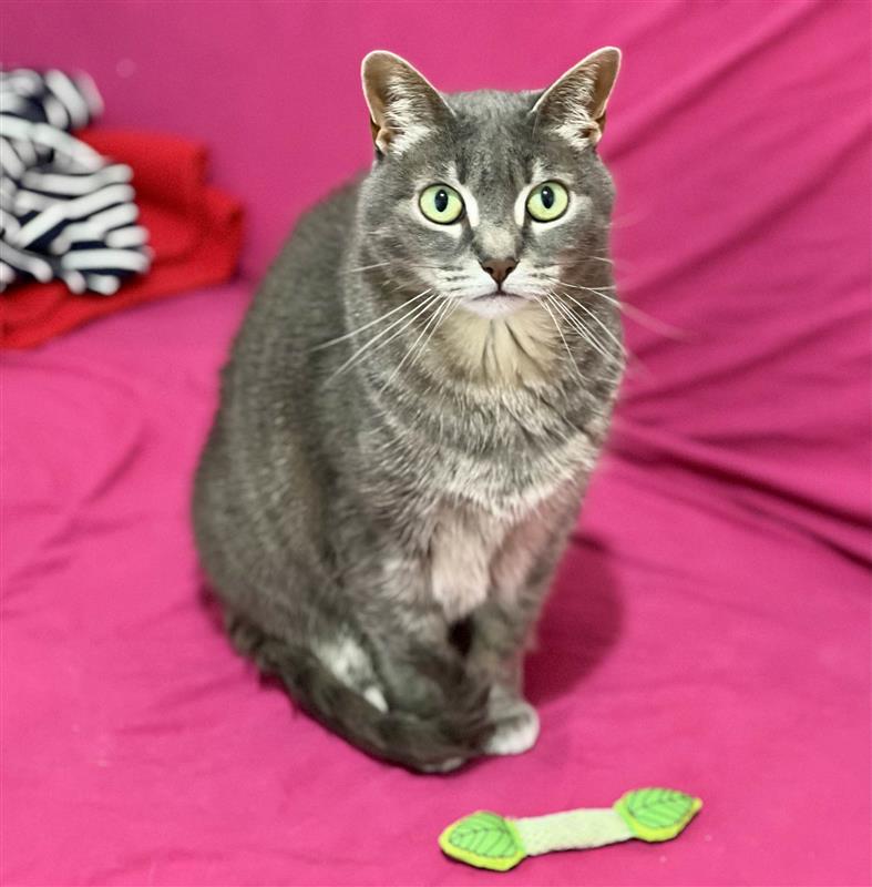 Posy, a Adoptable mixed breed in Manchester, CT image 1/6