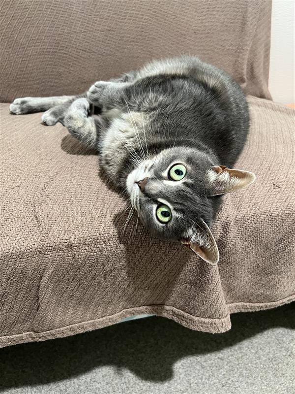 Posy, a Adoptable mixed breed in Manchester, CT image 4/6