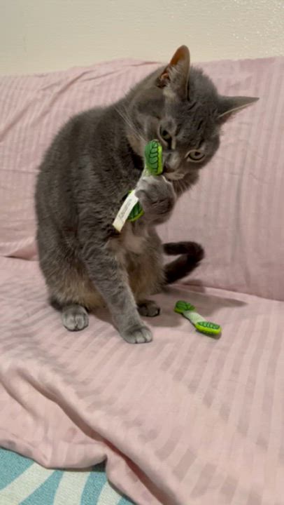 Enlarge Posy, a Adoptable mixed breed in Manchester, CT video 6/6