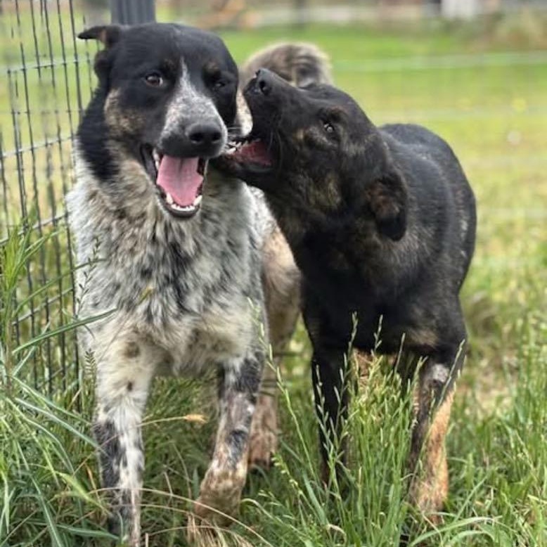 Meet Huck & Hensley – A Bonded Pair of Herding Hearts, Young Male Australian Cattle Dog / Blue Heeler
