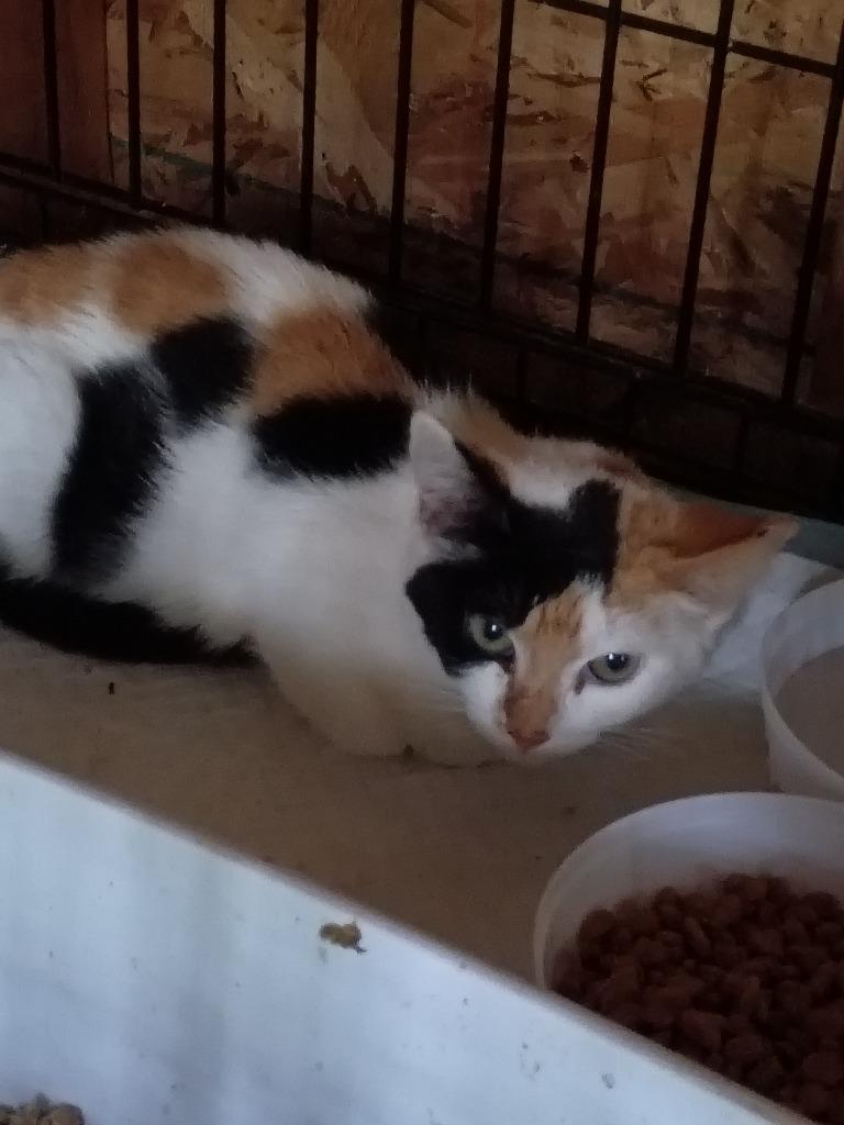 Paisely, Adoptable, Kitten Female Calico.