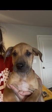 Julia, Adoptable, Puppy Female Hound.