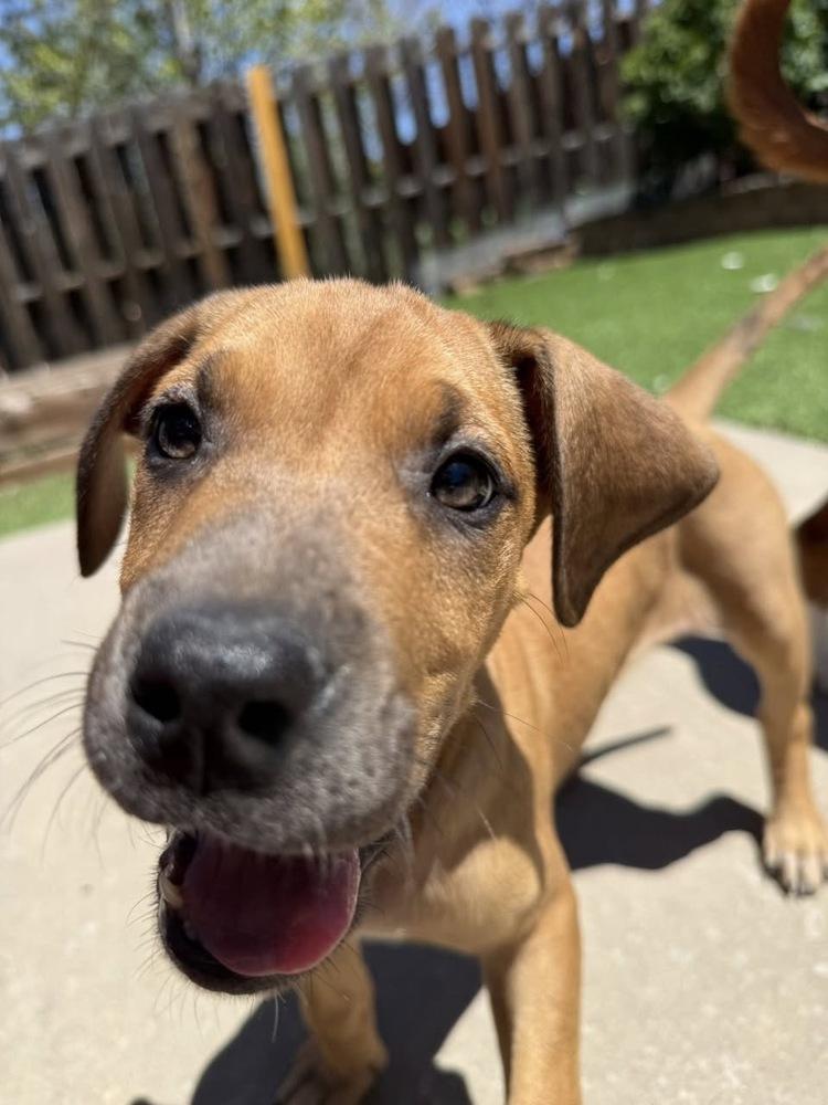 Enlarge Julia, a Adoptable mixed breed in Colorado Springs, CO image 2/5