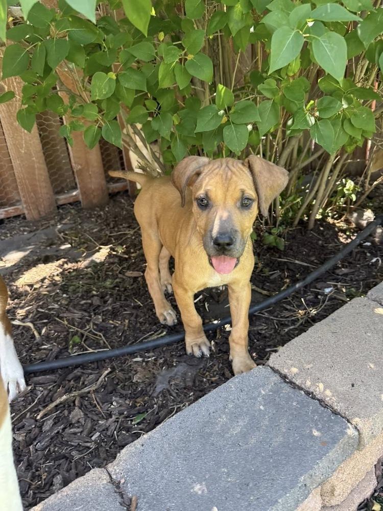 Enlarge Julia, a Adoptable mixed breed in Colorado Springs, CO image 3/5