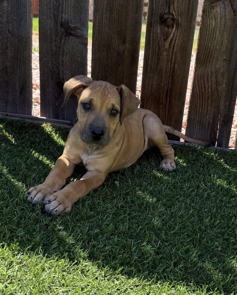Enlarge Julia, a Adoptable mixed breed in Colorado Springs, CO image 4/5