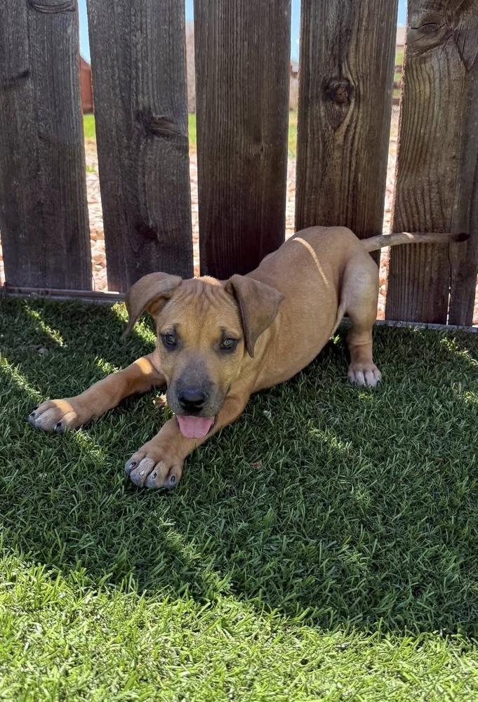Enlarge Julia, a Adoptable mixed breed in Colorado Springs, CO image 5/5