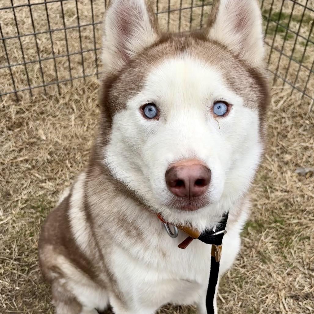 Klondike, Adoptable, Adult Male Husky.