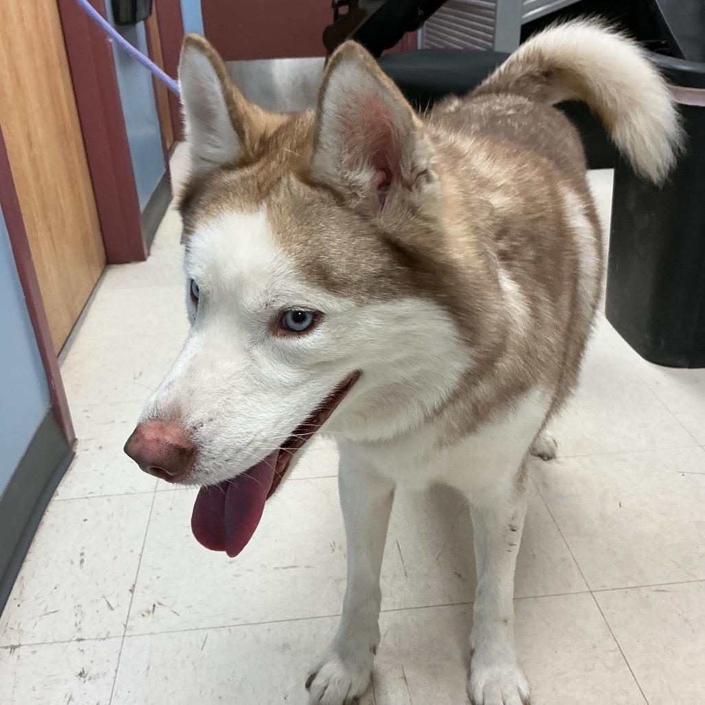Enlarge Klondike, a Adoptable Husky in St Joseph, MO image 2/2