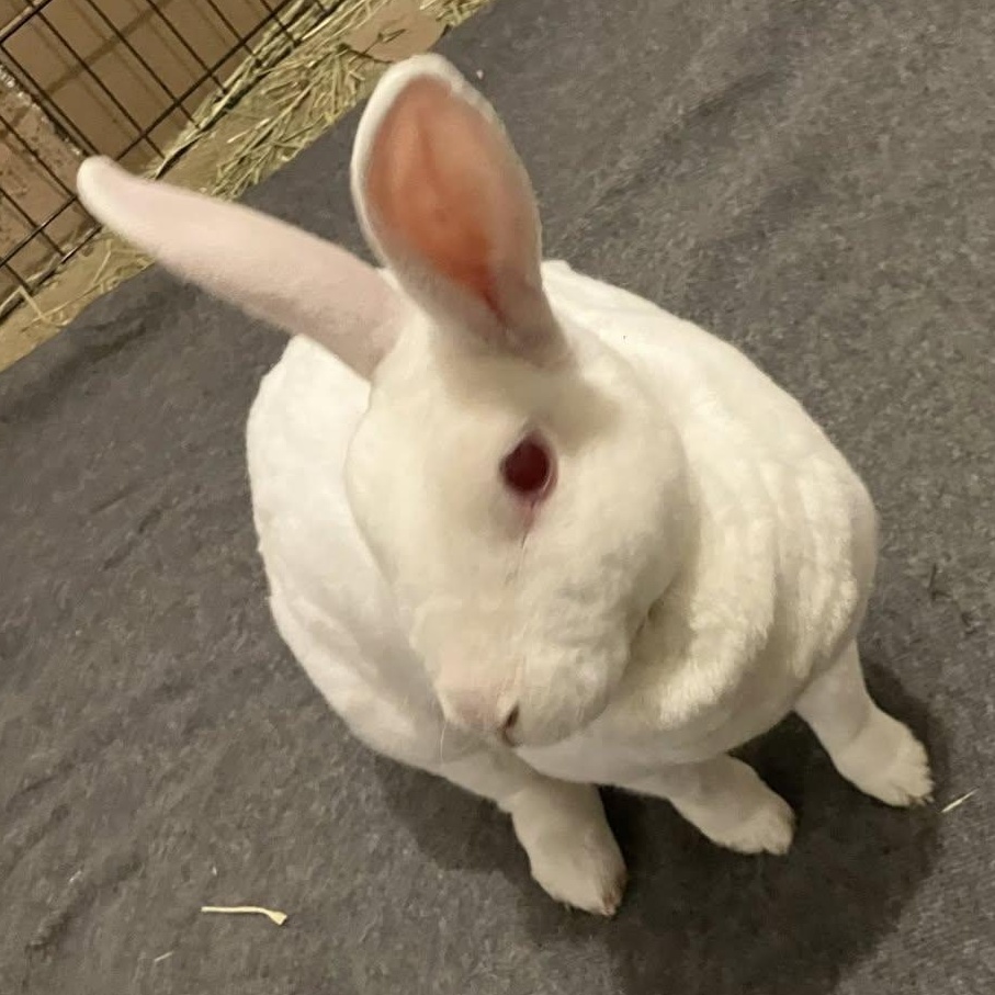 Enlarge Rosa, a ADOPTABLE Rex in CHARLOTTE, NC image 1/5