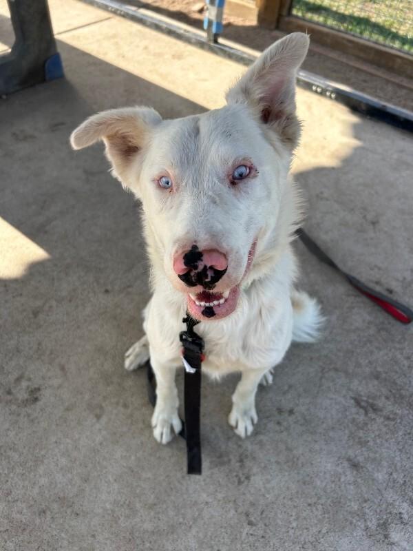 Enlarge Truett, a Adoptable mixed breed in Fort Collins, CO image 1/6