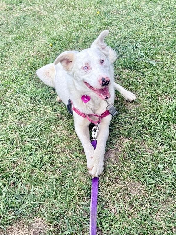Enlarge Truett, a Adoptable mixed breed in Fort Collins, CO image 2/6