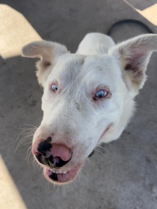 Enlarge Truett, a Adoptable mixed breed in Fort Collins, CO image 3/6
