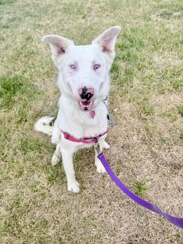 Enlarge Truett, a Adoptable mixed breed in Fort Collins, CO image 4/6