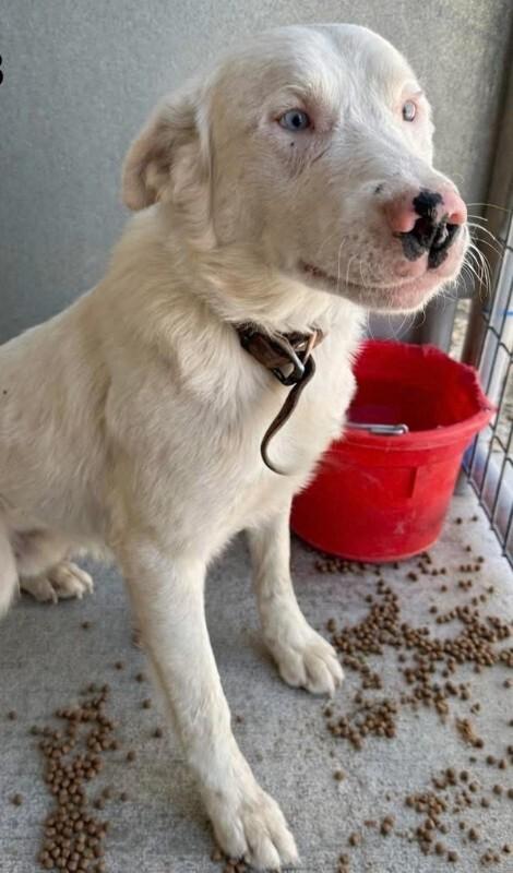 Enlarge Truett, a Adoptable mixed breed in Fort Collins, CO image 5/6