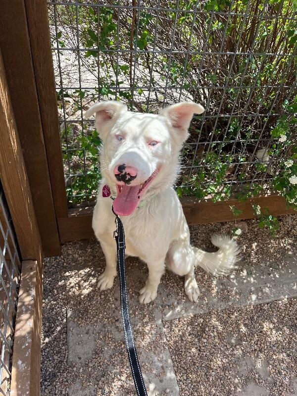 Enlarge Truett, a Adoptable mixed breed in Fort Collins, CO image 6/6