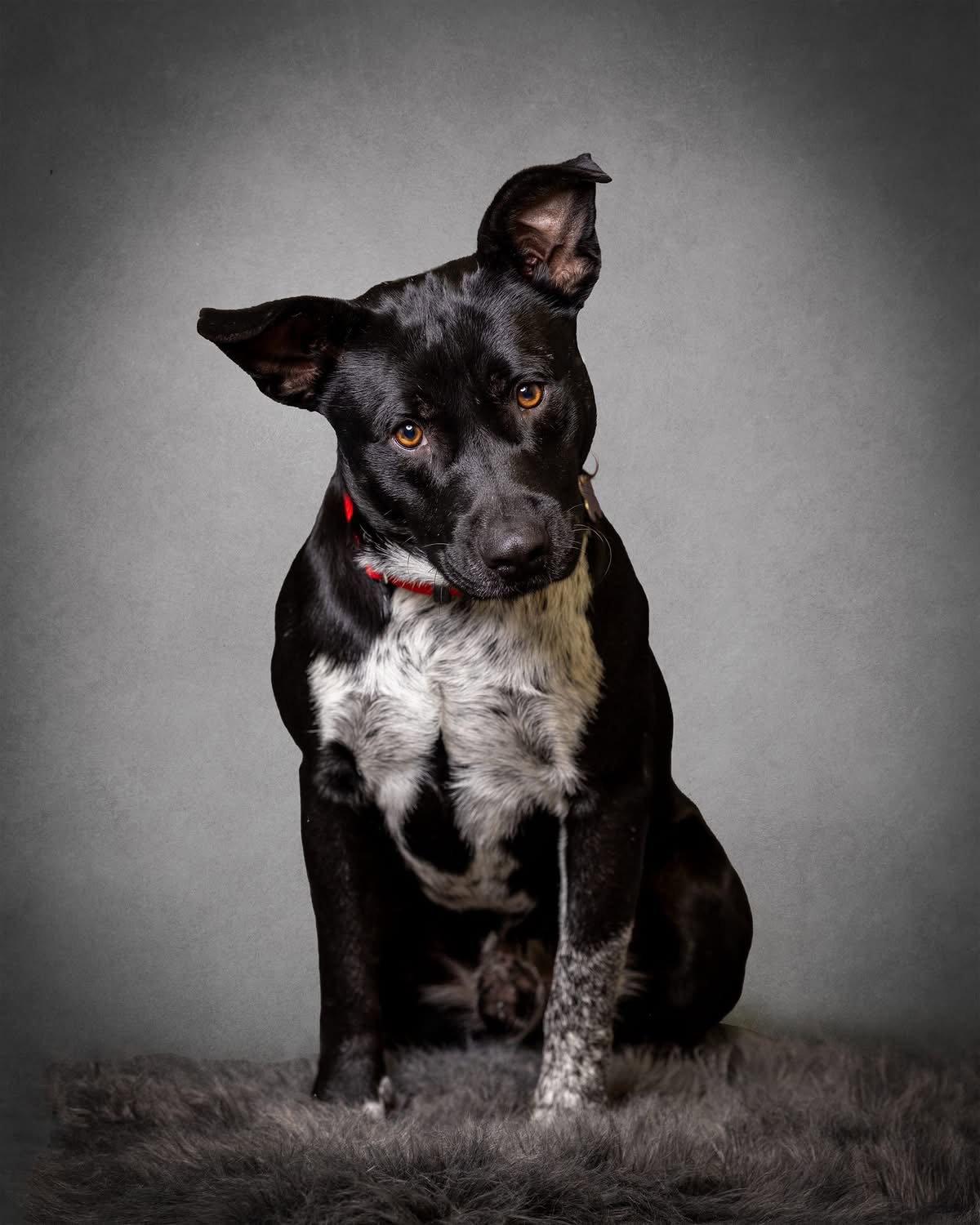 Noah, Adopted, Adult Male Cattle Dog & Terrier.