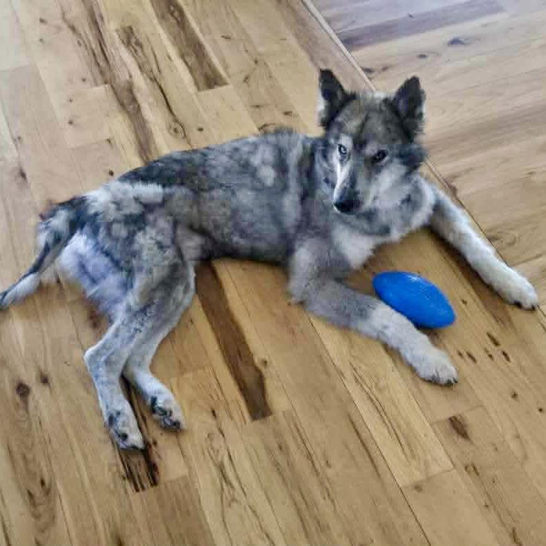 Enlarge Novak, a Adoptable mixed breed in Durham, NC image 2/3