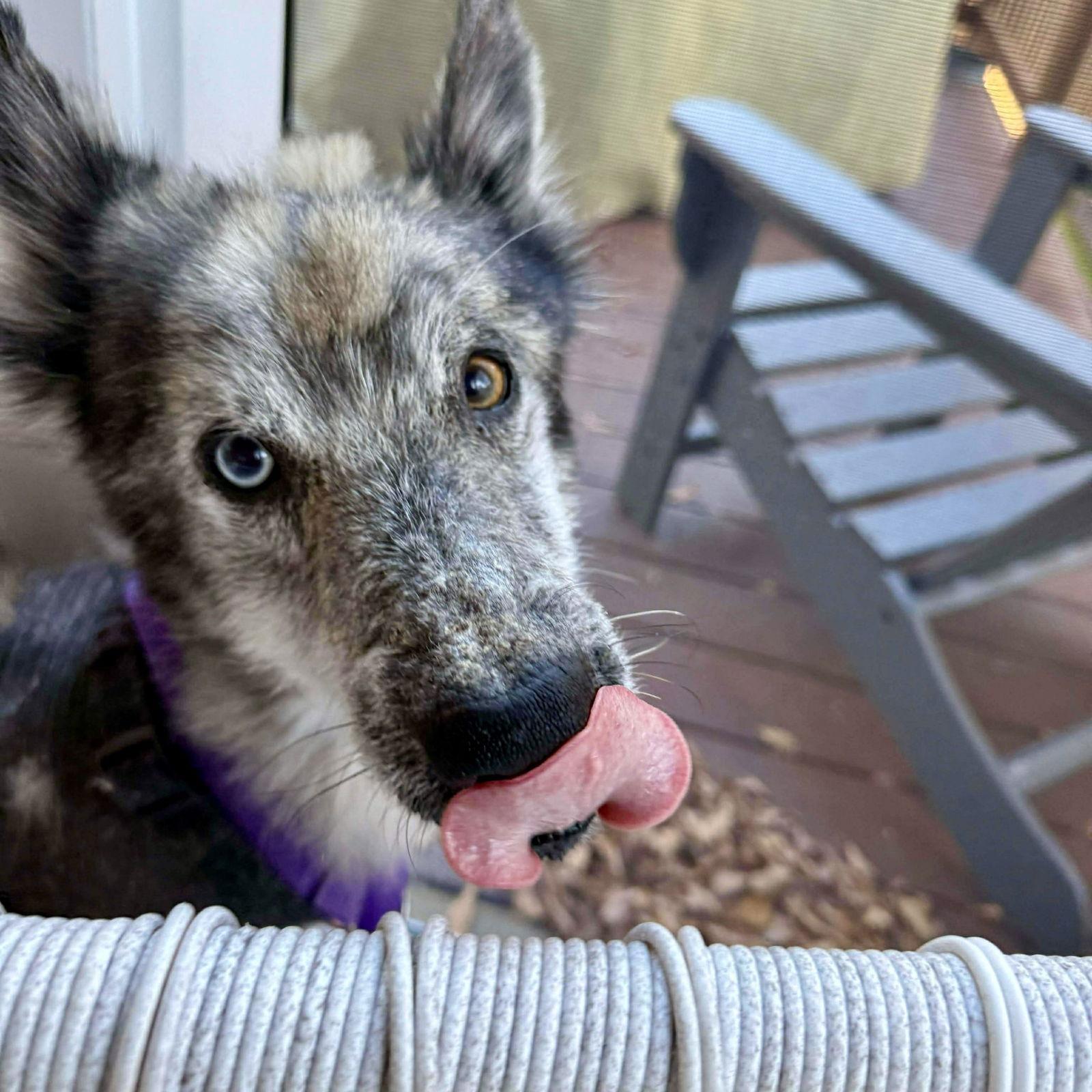 Enlarge Novak, a Adoptable mixed breed in Durham, NC image 3/3