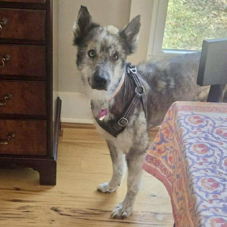 Novak, Adoptable, Senior Male Husky & Shepherd.