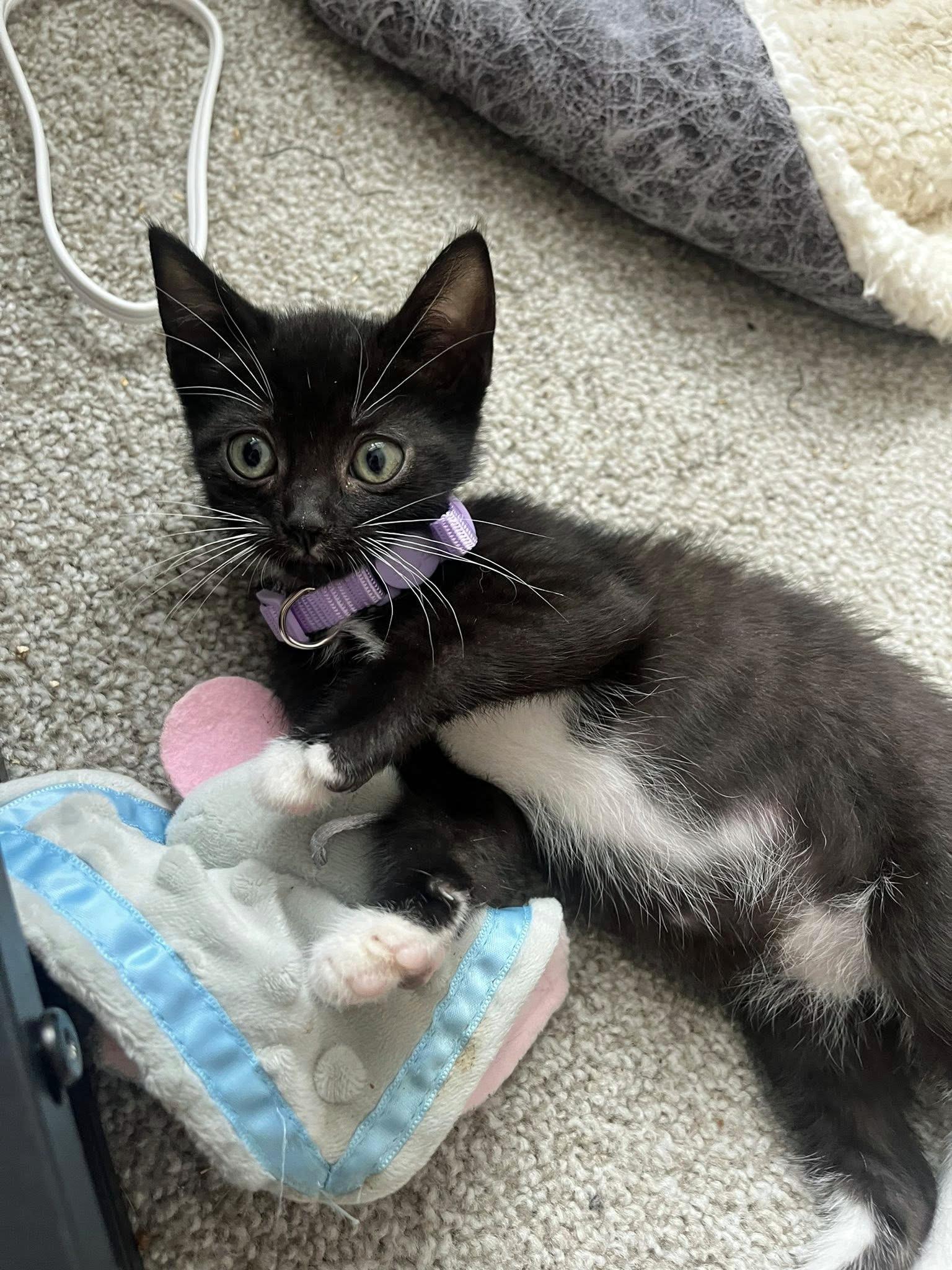 Brie, ADOPTABLE, Kitten Female Domestic Short Hair.