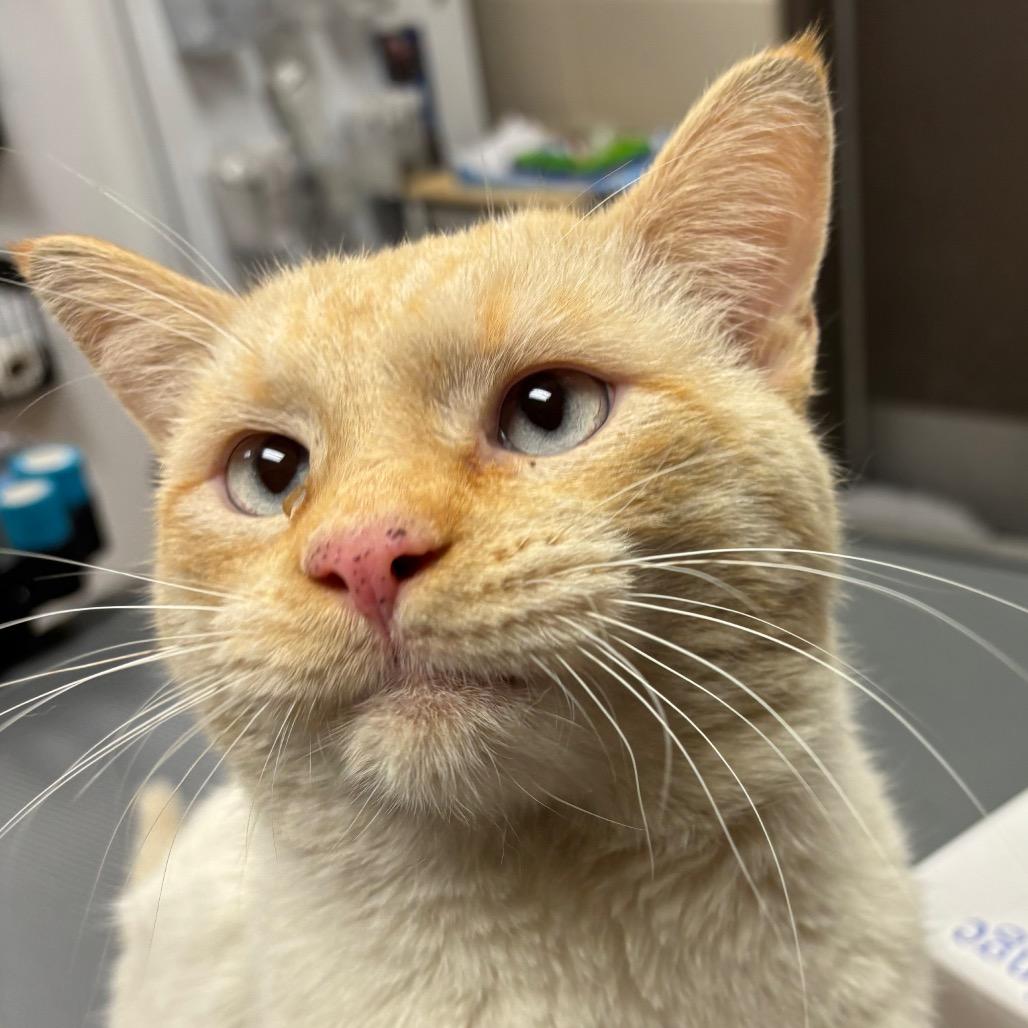 Enlarge Flakes, a Adoptable Domestic Short Hair in Hinesville, GA image 2/2