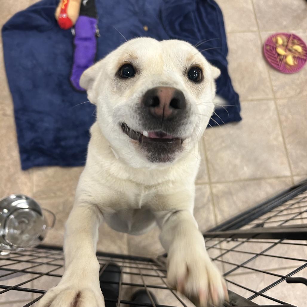 Marshmallow — thumbnail 2