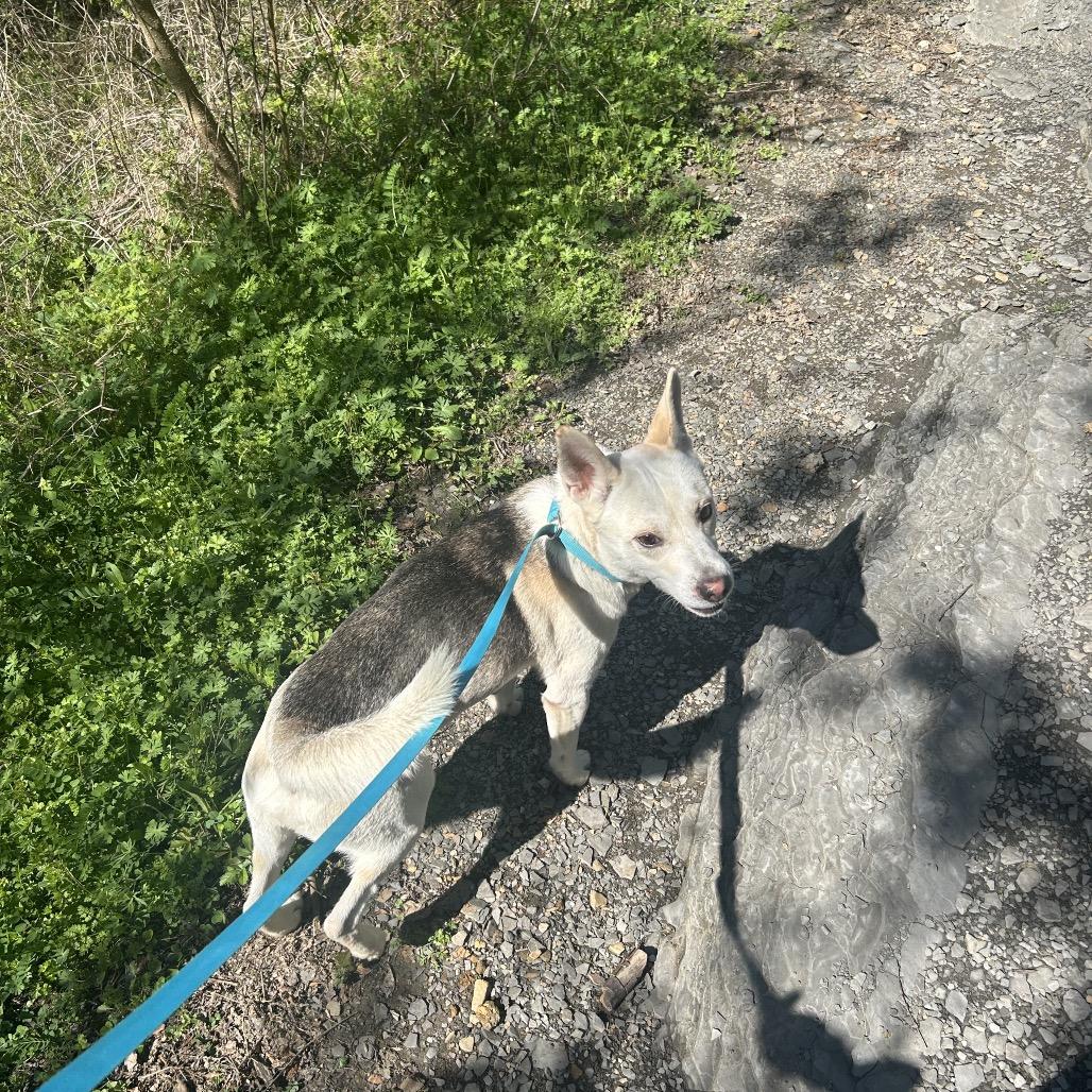 Marshmallow — thumbnail 3