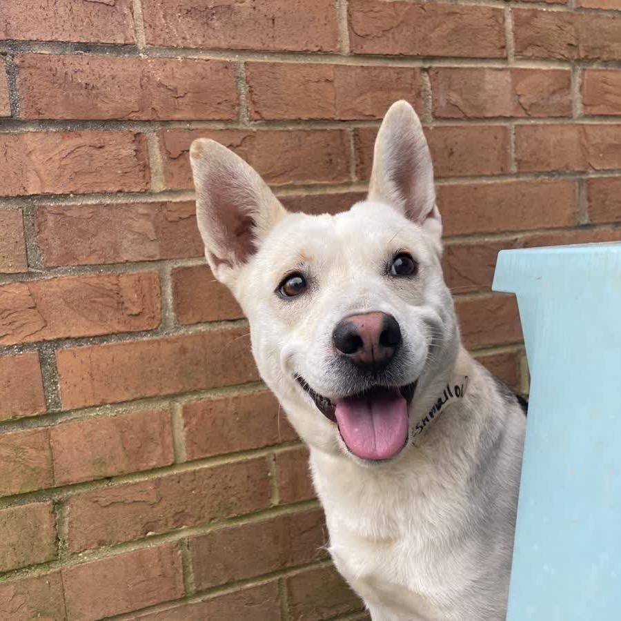 Marshmallow — thumbnail 4