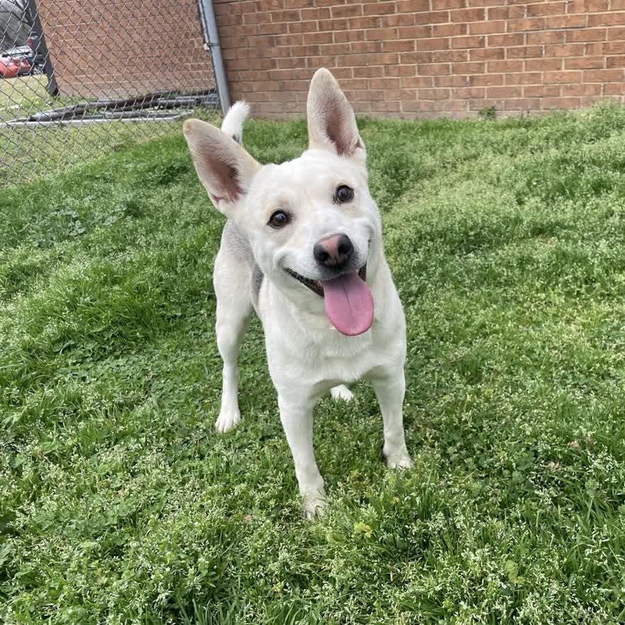 Marshmallow — thumbnail 5