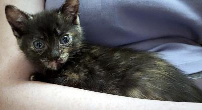 Enlarge Hannah, a ADOPTABLE Domestic Short Hair in Mississauga, ON image 2/5