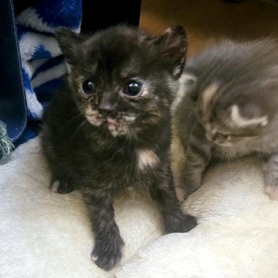 Enlarge Hannah, a ADOPTABLE Domestic Short Hair in Mississauga, ON image 4/5