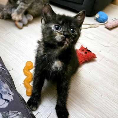 Hannah, ADOPTABLE, Kitten Female Domestic Short Hair.