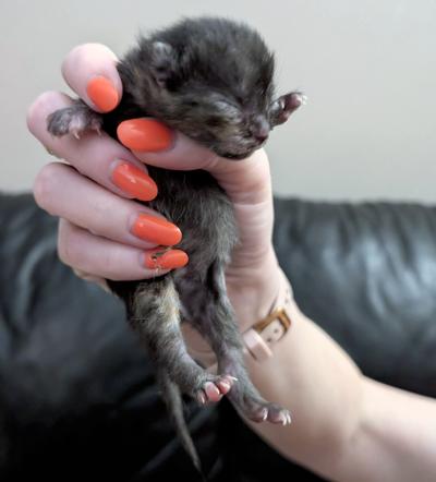 Enlarge Hannah, a ADOPTABLE Domestic Short Hair in Mississauga, ON image 3/5
