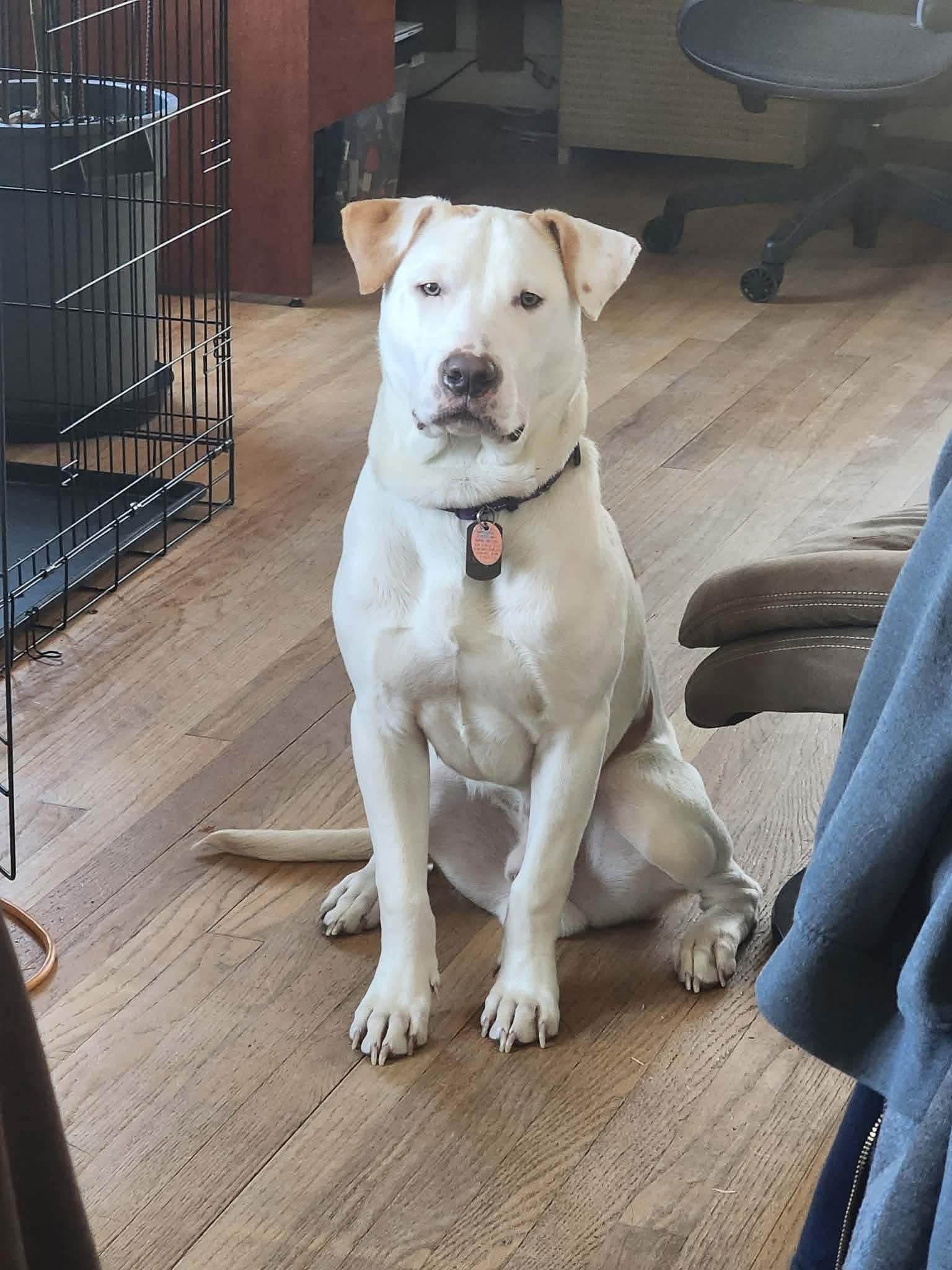 Krueger , ADOPTABLE, Young Male Dogo Argentino & Retriever.