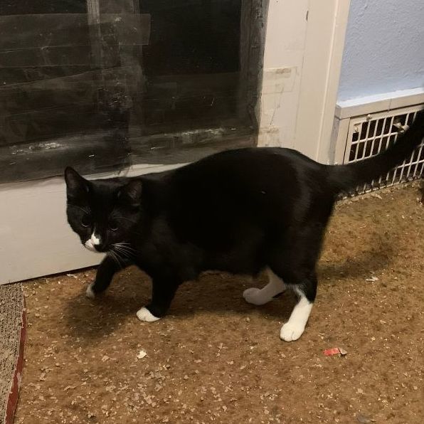 Anise, a Adoptable Domestic Short Hair in Mokena, IL image 2/3