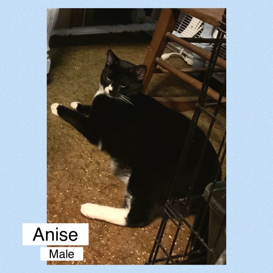 Anise, a Adoptable Domestic Short Hair in Mokena, IL image 1/3