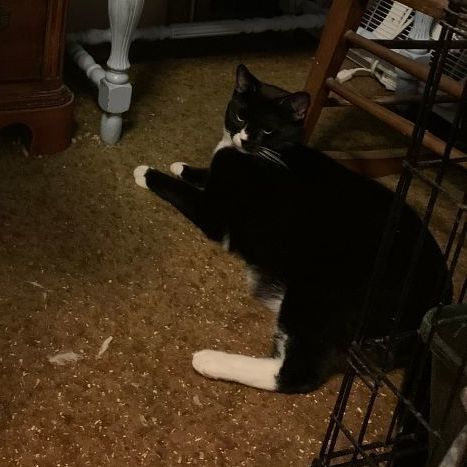 Anise, a Adoptable Domestic Short Hair in Mokena, IL image 3/3