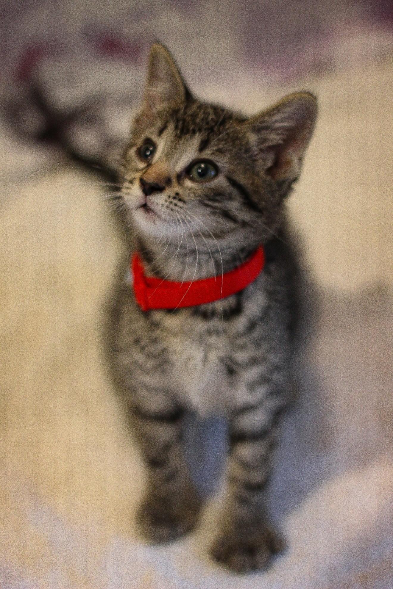 Dorothy, a Adoptable Domestic Short Hair in West Bloomfield, MI image 1/3