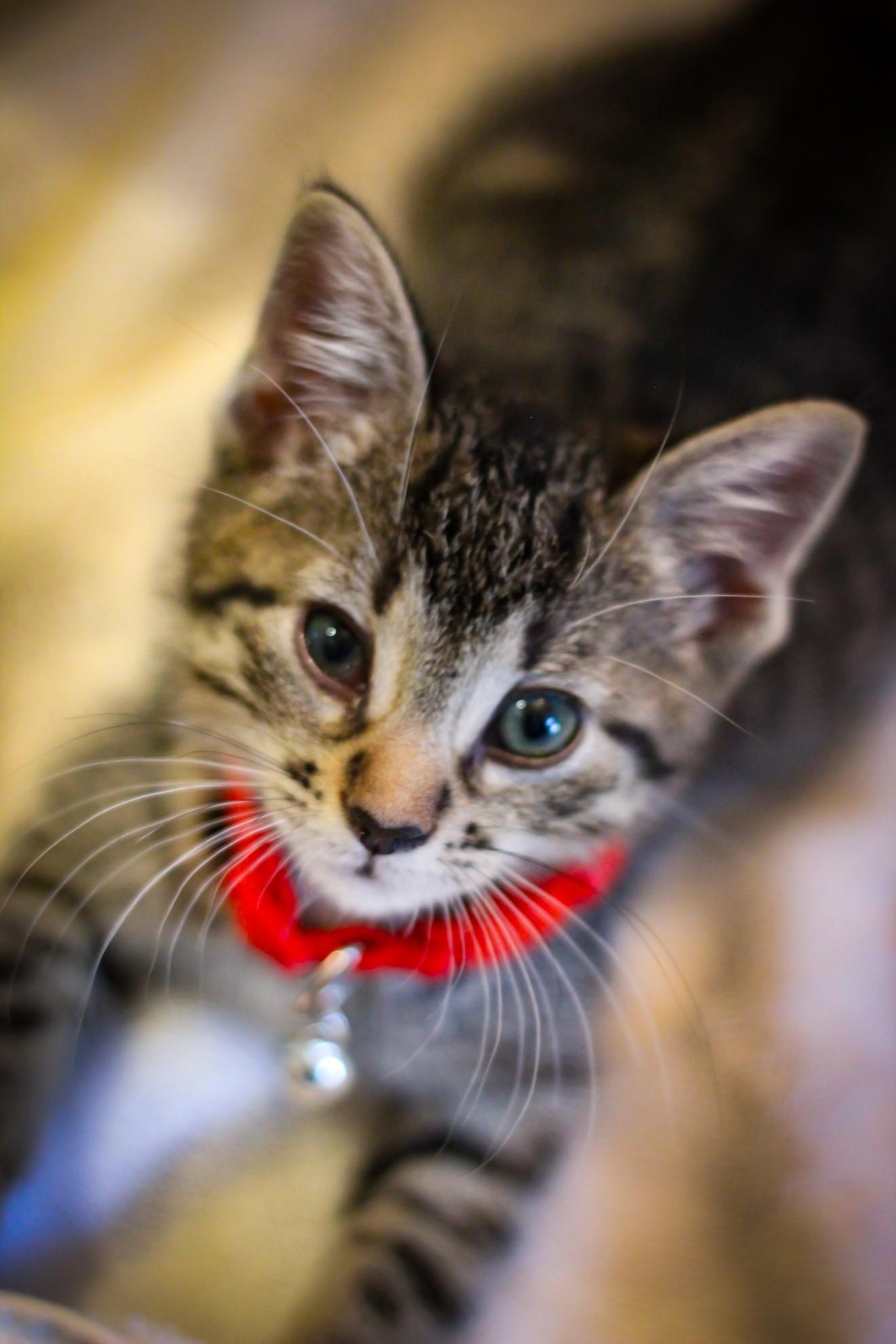 Dorothy, a Adoptable Domestic Short Hair in West Bloomfield, MI image 2/3