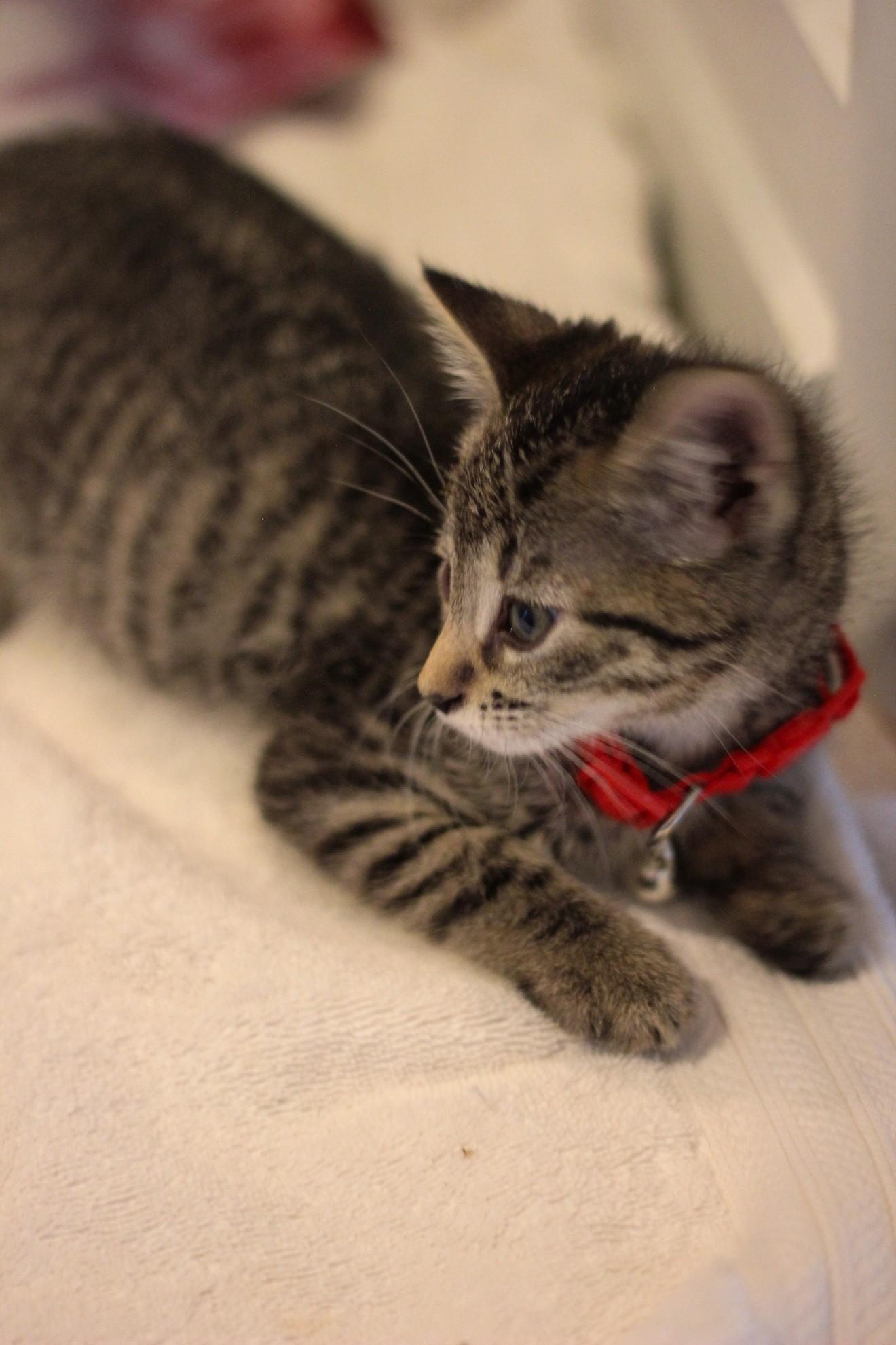 Dorothy, a Adoptable Domestic Short Hair in West Bloomfield, MI image 3/3