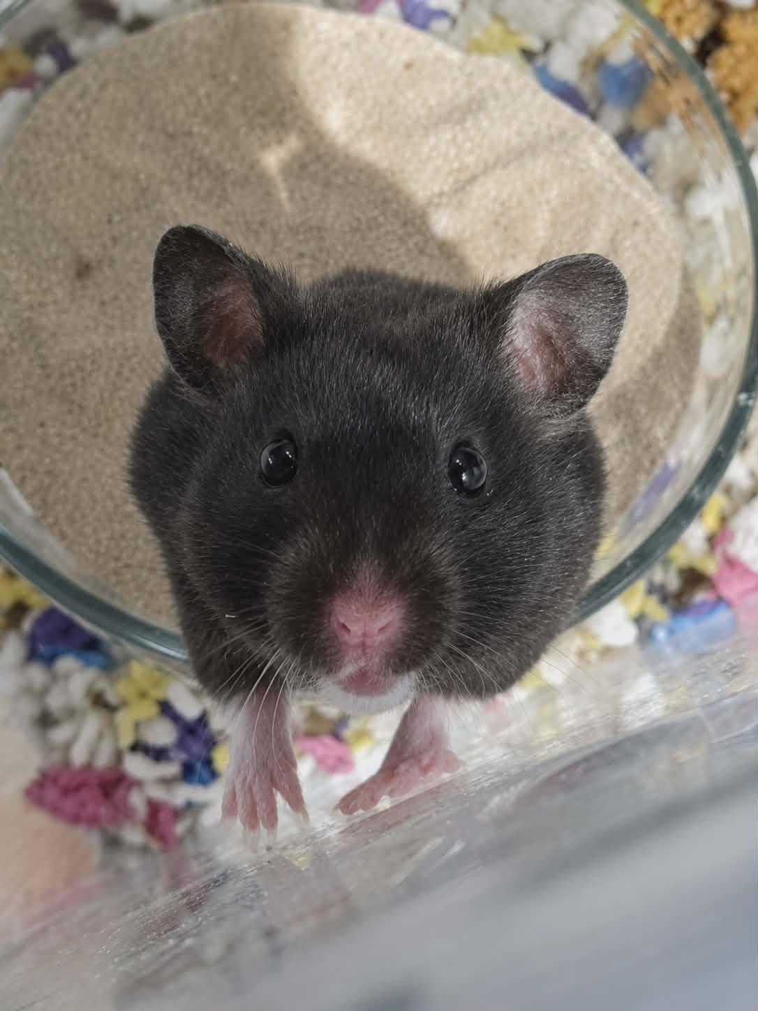 Miley (Courtesy Listing), Adoptable, Baby Female Hamster.