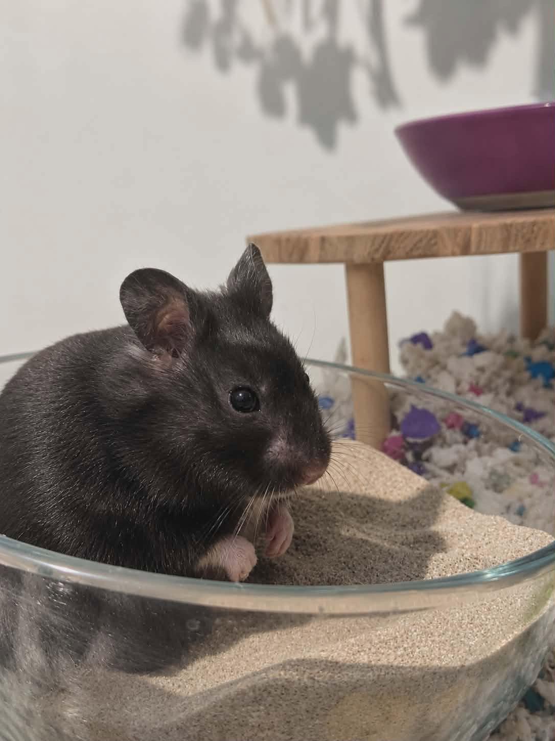 Miley (Courtesy Listing), a Adoptable Hamster in Baton Rouge, LA image 2/3
