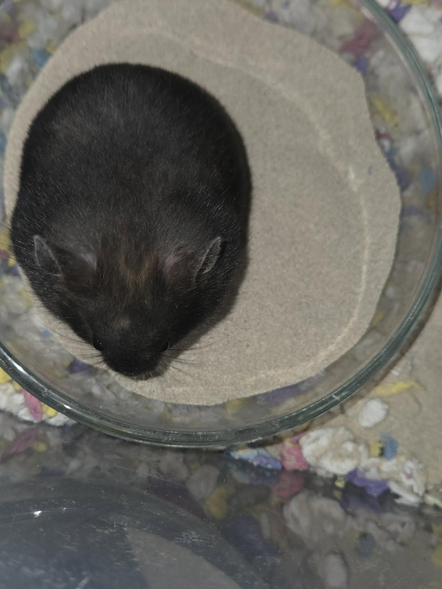 Miley (Courtesy Listing), a Adoptable Hamster in Baton Rouge, LA image 3/3