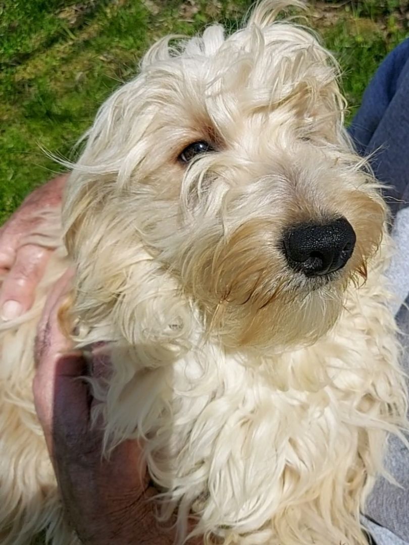 Enlarge  Murphy  WALTER, a Adopted Goldendoodle in Sardinia, OH image 1/6